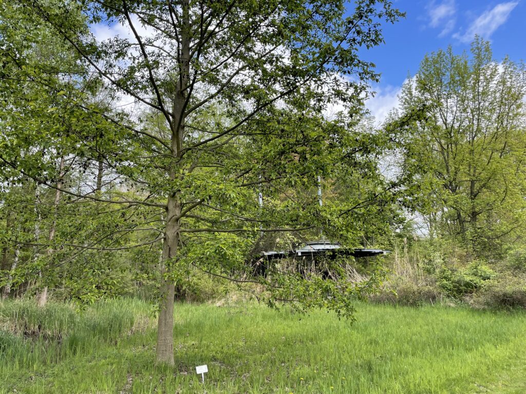 Niederlausitzer Tertiärwald im Cottbuser Spreeauenpark