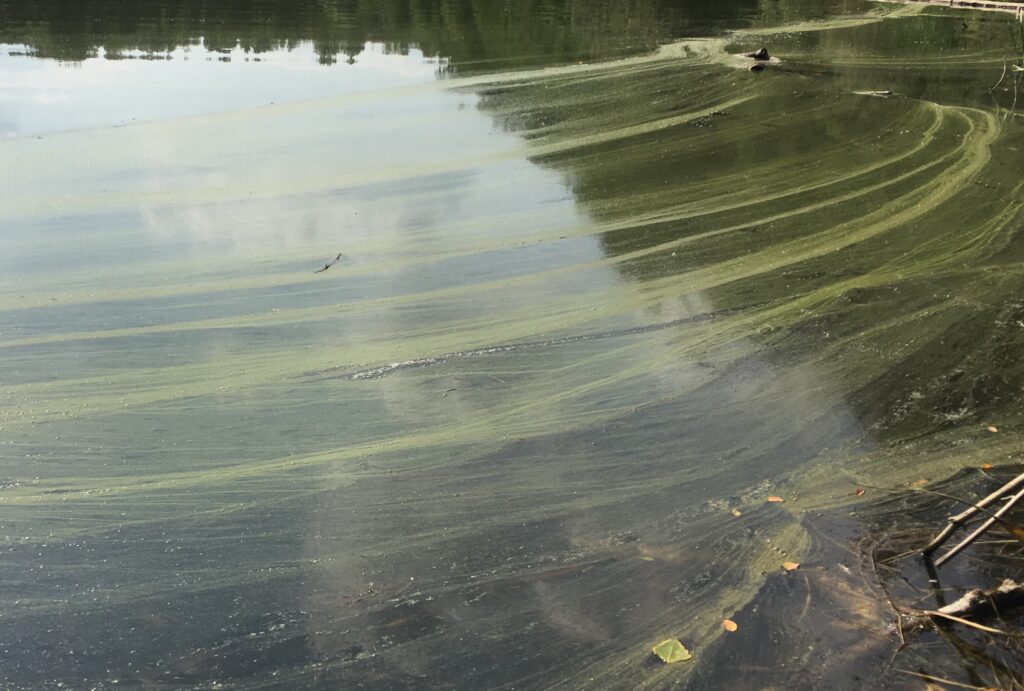Symbolbild: Wasser mit Blaualgen