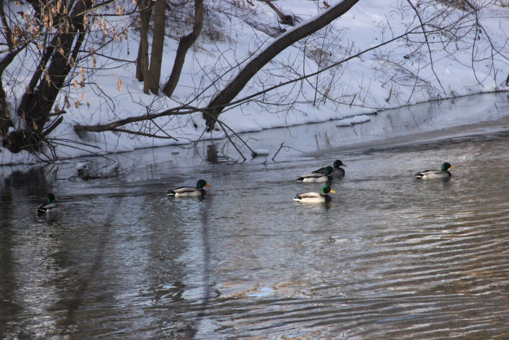 Goethepark im Winter